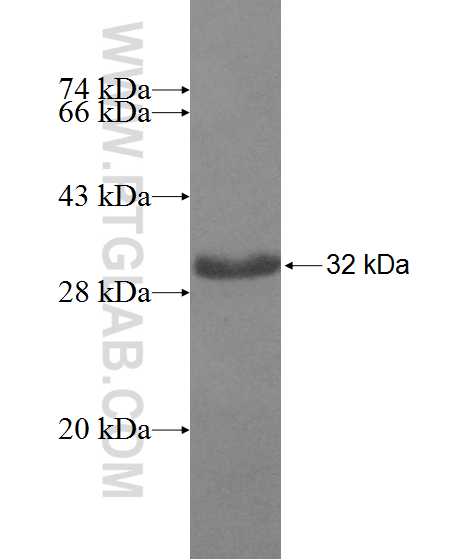 CHMP1A fusion protein Ag8376 SDS-PAGE