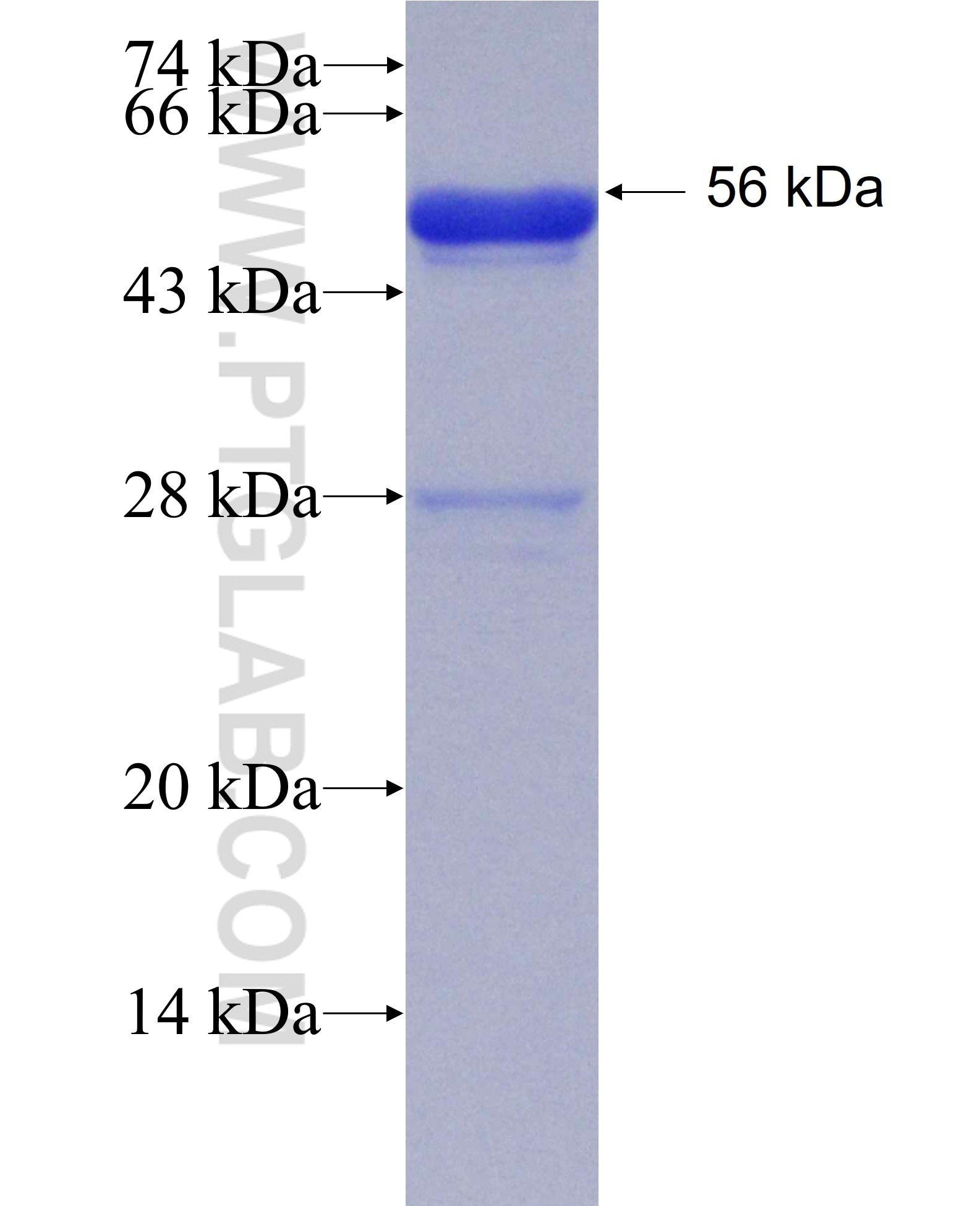 CHMP1A fusion protein Ag8389 SDS-PAGE