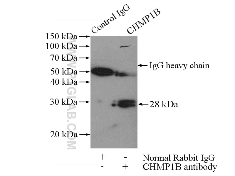 Immunoprecipitation (IP) experiment of HeLa cells using CHMP1B Polyclonal antibody (14639-1-AP)