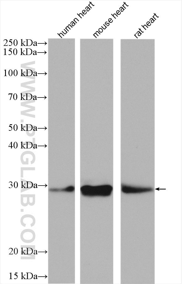 Western Blot (WB) analysis of various lysates using CHMP1B Polyclonal antibody (14639-1-AP)