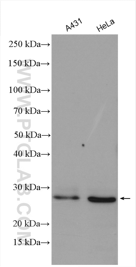 Western Blot (WB) analysis of various lysates using CHMP1B Polyclonal antibody (14639-1-AP)