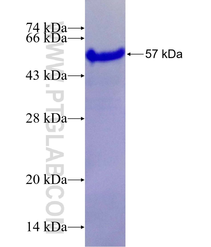 CHMP1B fusion protein Ag6222 SDS-PAGE