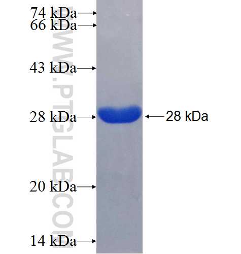 CHMP1B fusion protein Ag6352 SDS-PAGE