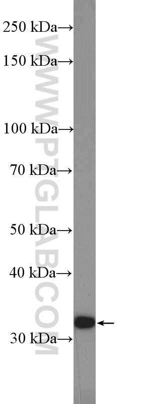 Western Blot (WB) analysis of HepG2 cells using CHMP2A Polyclonal antibody (10477-1-AP)