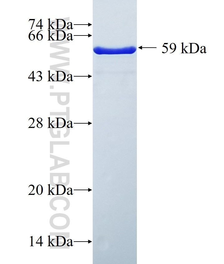 CHMP2A fusion protein Ag0719 SDS-PAGE