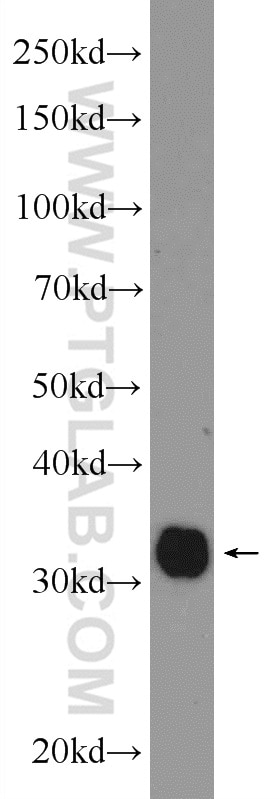 Western Blot (WB) analysis of NIH/3T3 cells using CHMP2B Polyclonal antibody (12527-1-AP)