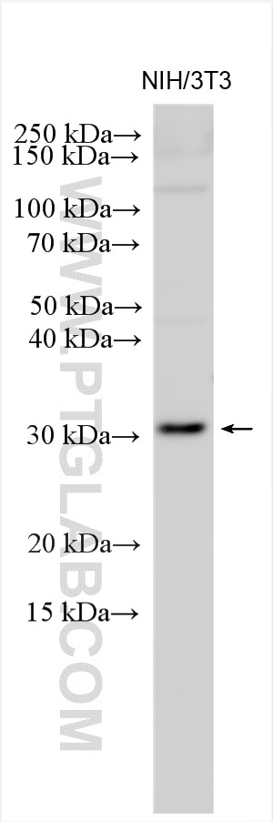Western Blot (WB) analysis of NIH/3T3 cells using CHMP2B Polyclonal antibody (12527-1-AP)