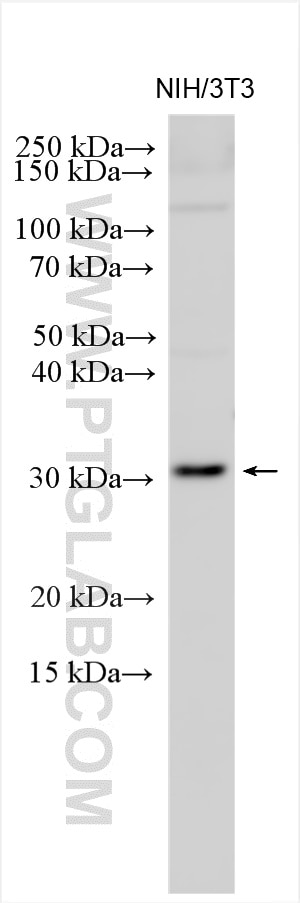 WB analysis of NIH/3T3 using 12527-1-AP