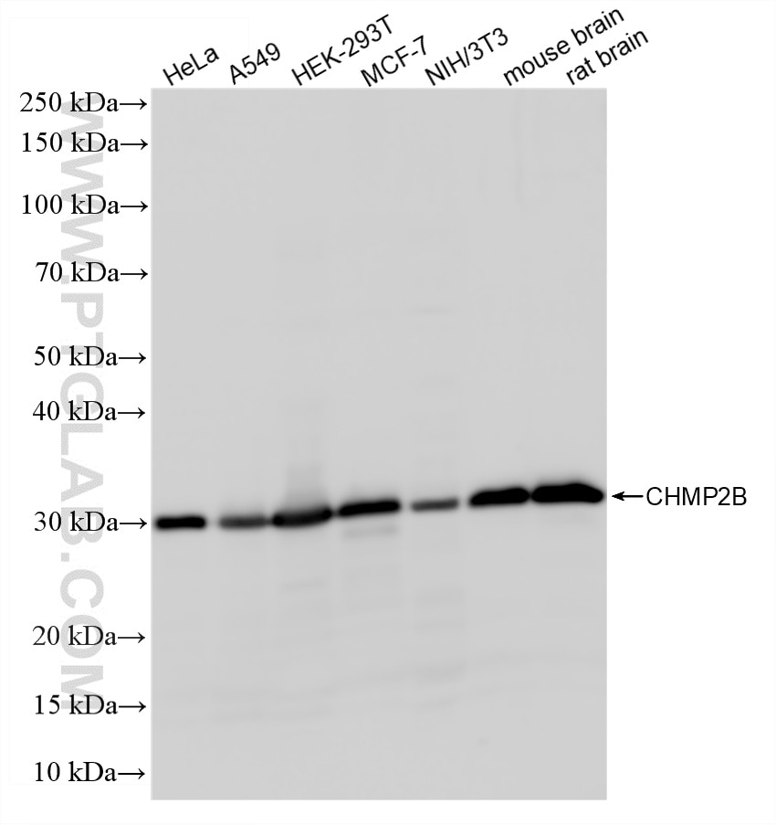 Western Blot (WB) analysis of various lysates using CHMP2B Recombinant monoclonal antibody (87151-1-RR)