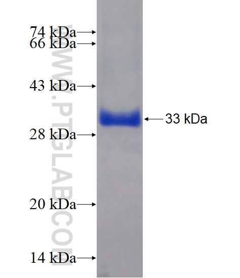 CHMP2B fusion protein Ag3222 SDS-PAGE