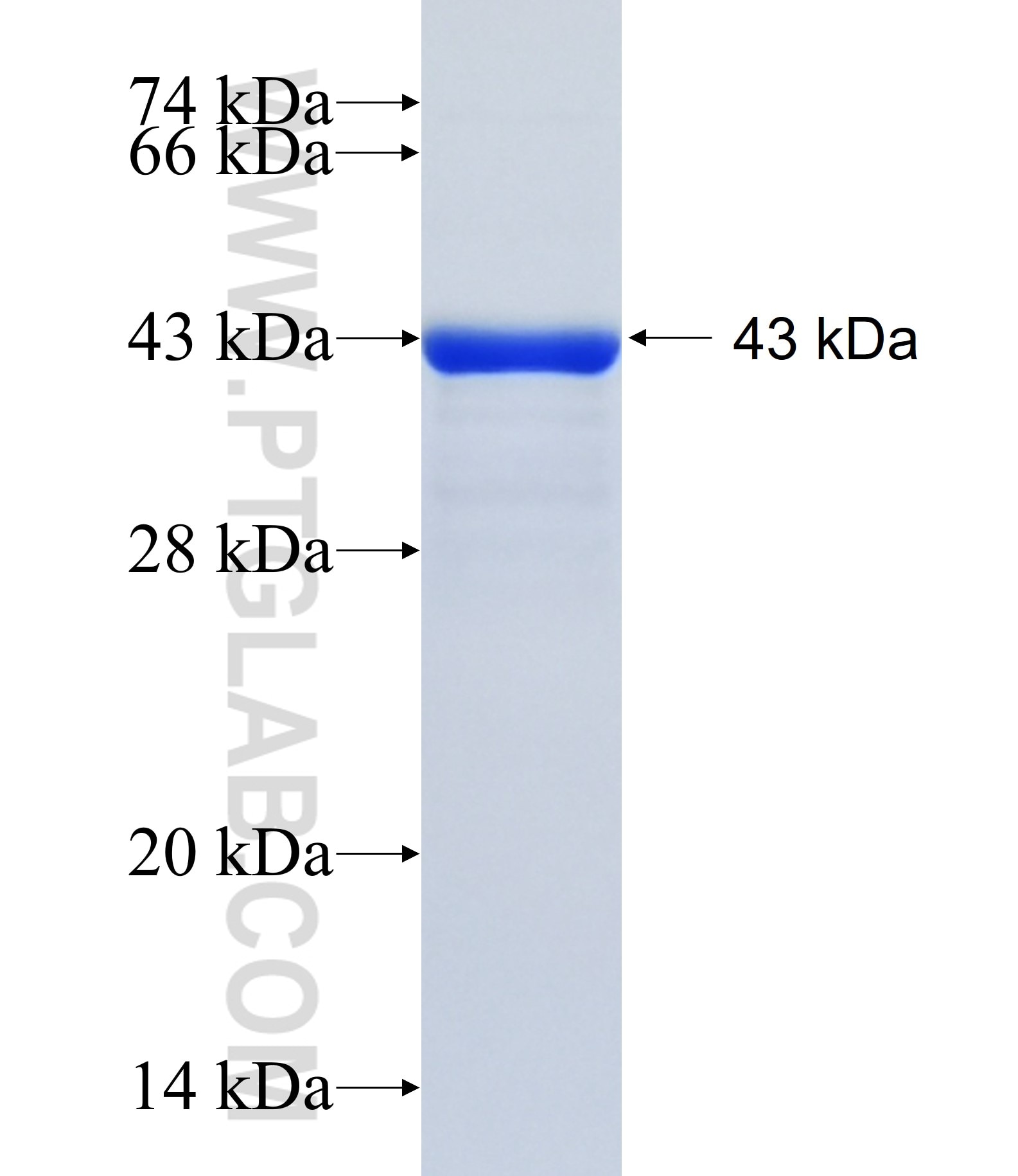 CHMP4A fusion protein Ag18203 SDS-PAGE