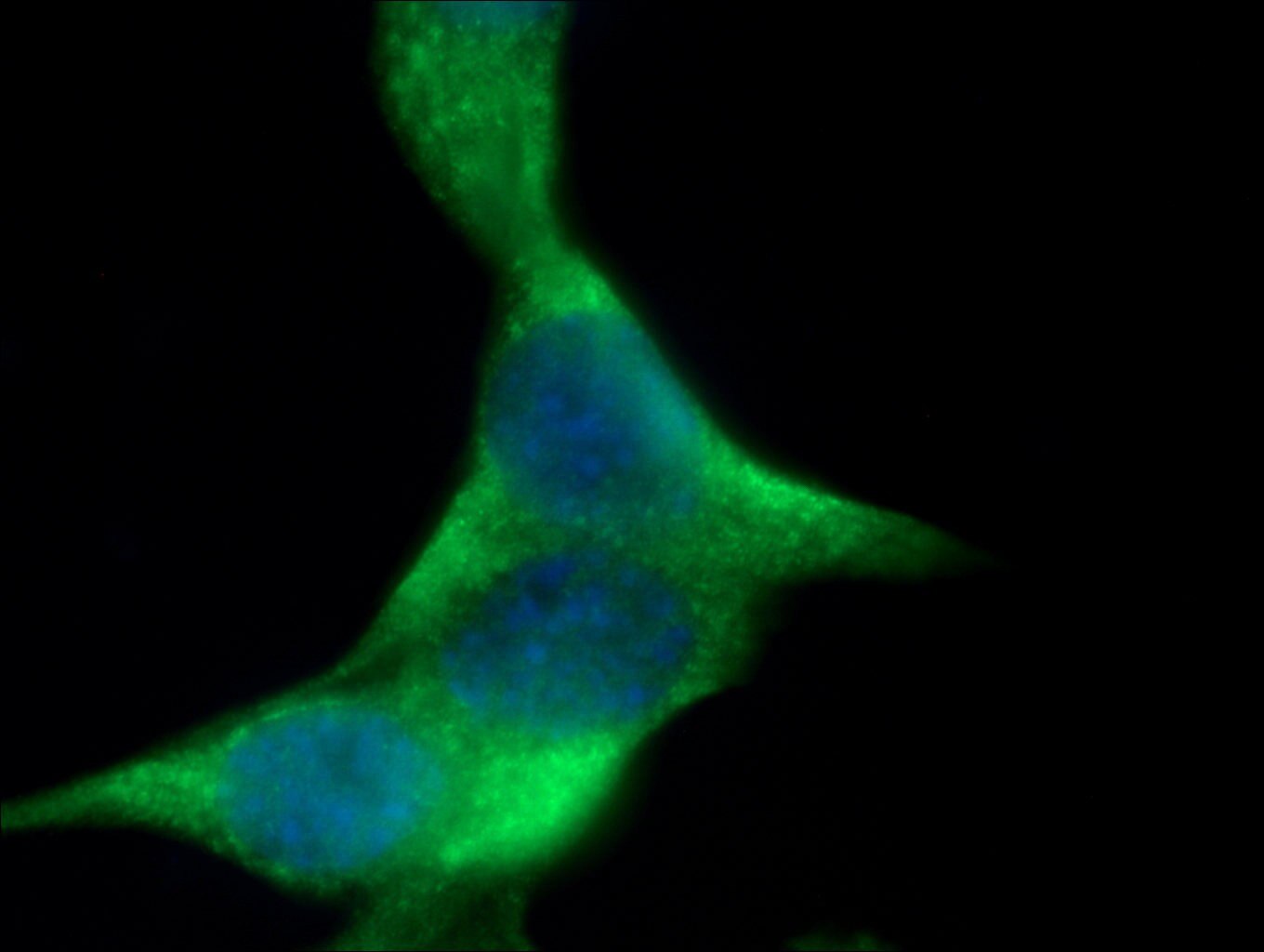 Immunofluorescence (IF) / fluorescent staining of NIH/3T3 cells using CHMP4B Polyclonal antibody (13683-1-AP)