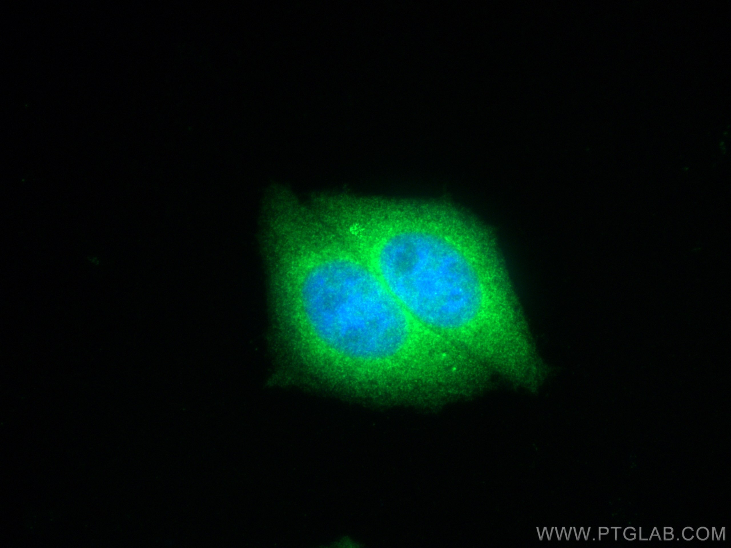 Immunofluorescence (IF) / fluorescent staining of HepG2 cells using CHMP4B Polyclonal antibody (13683-1-AP)