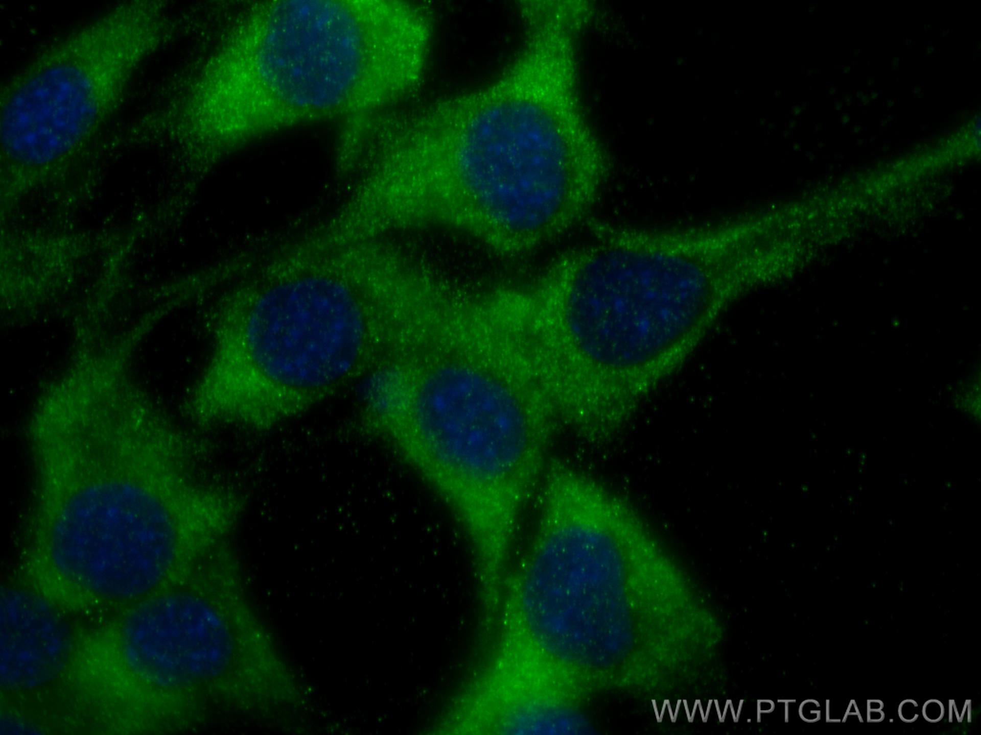 Immunofluorescence (IF) / fluorescent staining of C2C12 cells using CHMP4B Polyclonal antibody (13683-1-AP)