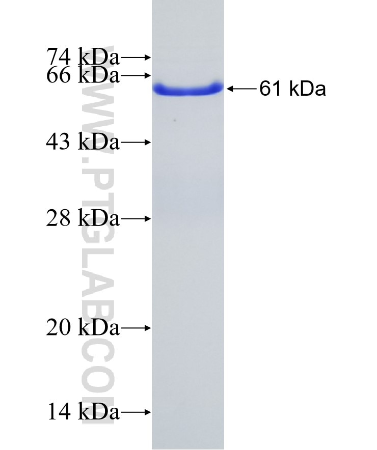 CHMP4B fusion protein Ag4544 SDS-PAGE