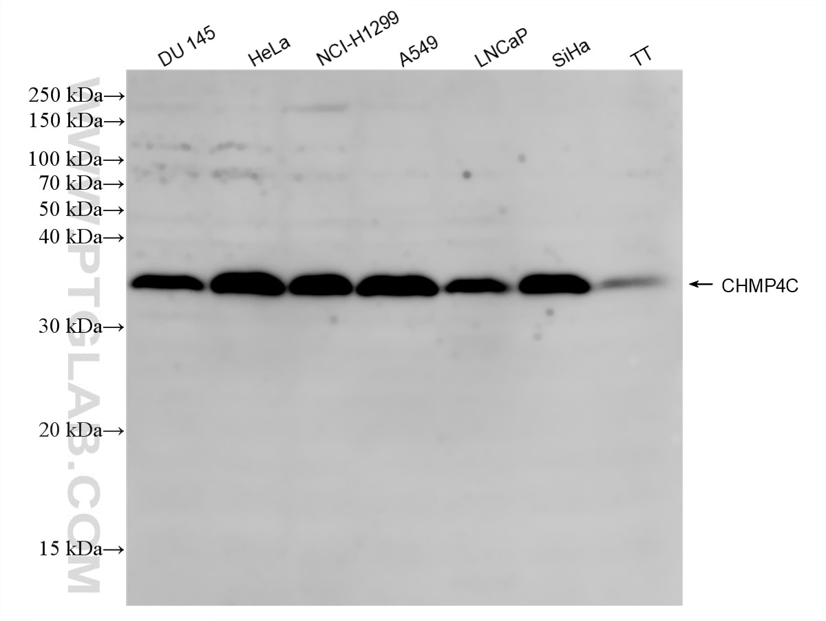 Western Blot (WB) analysis of various lysates using CHMP4C Recombinant monoclonal antibody (87800-1-RR)