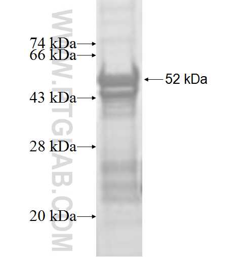 CHMP4C fusion protein Ag9279 SDS-PAGE