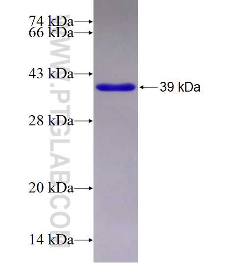 CHMP4C fusion protein Ag9577 SDS-PAGE