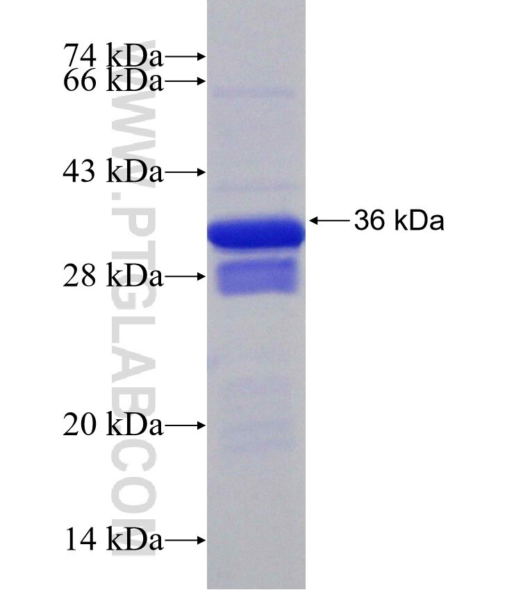 CHMP5 fusion protein Ag30617 SDS-PAGE