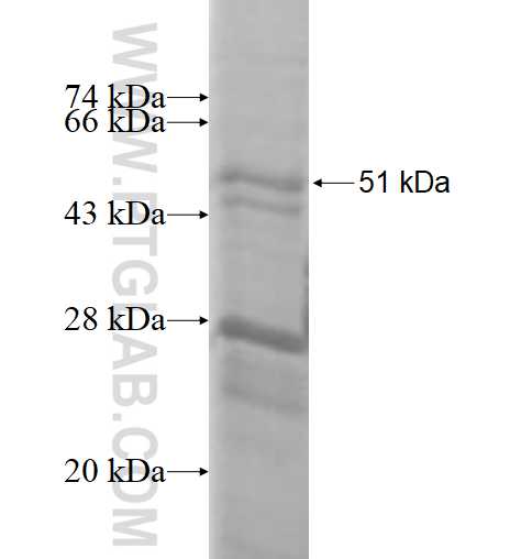 CHMP5 fusion protein Ag1686 SDS-PAGE