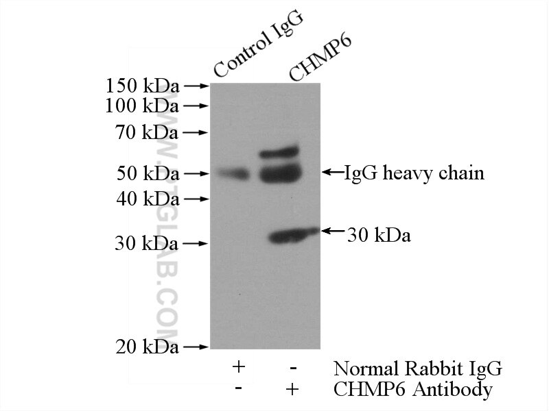 Immunoprecipitation (IP) experiment of mouse testis tissue using CHMP6 Polyclonal antibody (16278-1-AP)