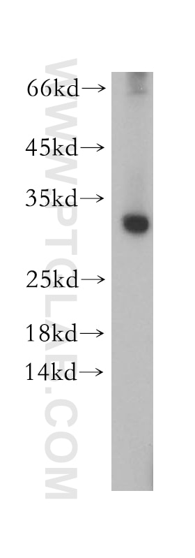 Western Blot (WB) analysis of U-937 cells using CHMP6 Polyclonal antibody (16278-1-AP)