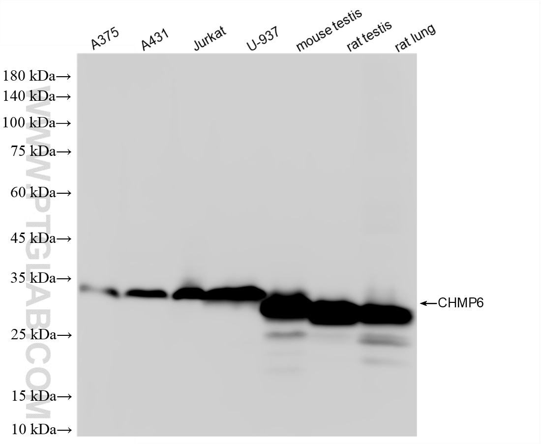 Western Blot (WB) analysis of various lysates using CHMP6 Recombinant monoclonal antibody (86474-3-RR)