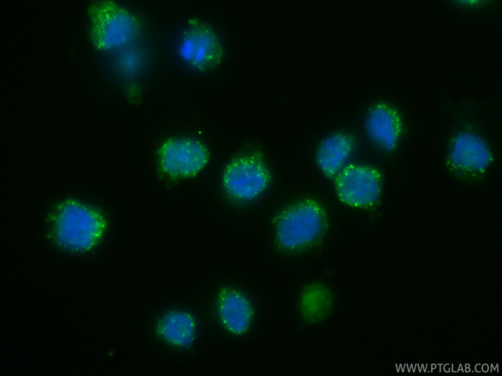 Immunofluorescence (IF) / fluorescent staining of U-937 cells using CoraLite® Plus 488-conjugated CHMP6 Recombinant mo (CL488-86474-3)