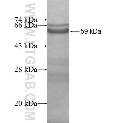CHMP6 fusion protein Ag9357 SDS-PAGE
