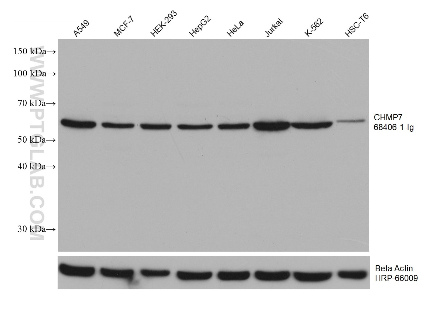 Western Blot (WB) analysis of various lysates using CHMP7 Monoclonal antibody (68406-1-Ig)