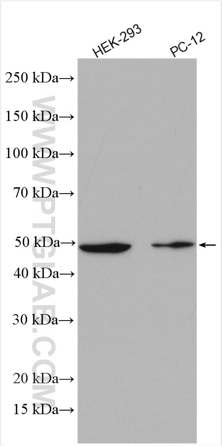 Western Blot (WB) analysis of various lysates using CHN1 Polyclonal antibody (12048-1-AP)