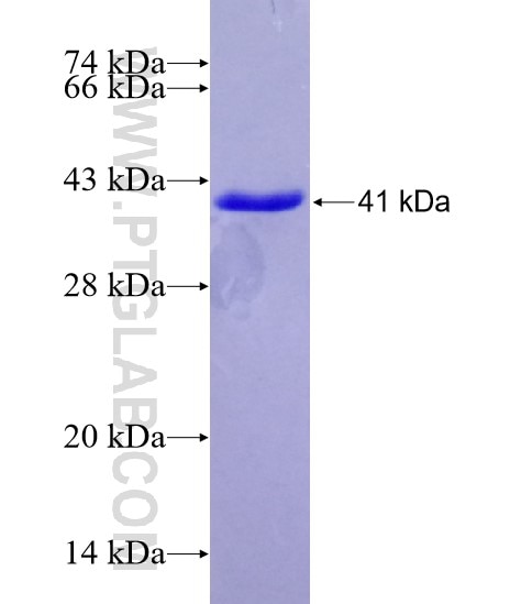 CHN1 fusion protein Ag27071 SDS-PAGE