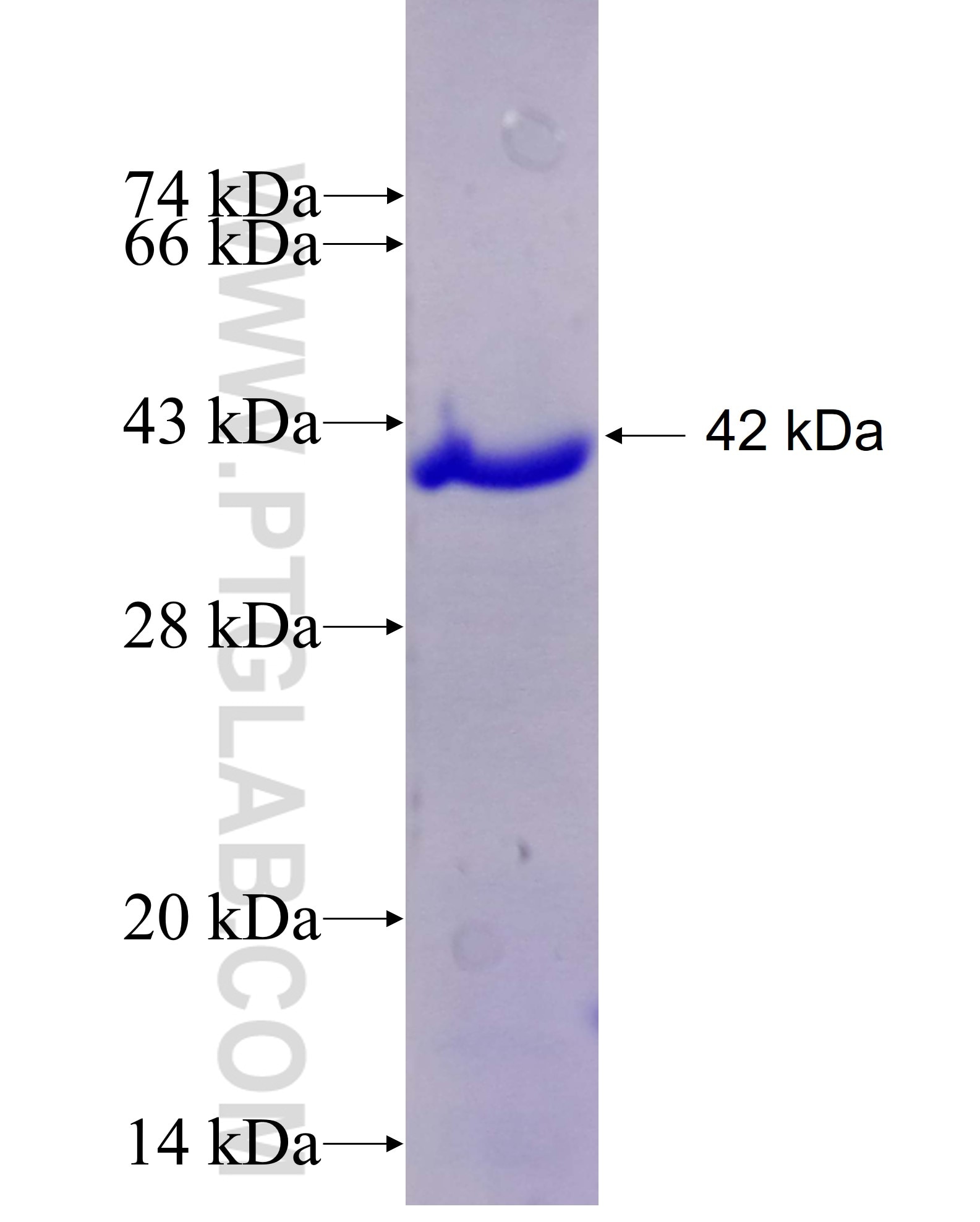 CHN1 fusion protein Ag27071 SDS-PAGE