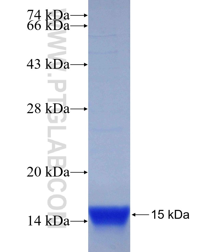 CHN1 fusion protein Ag29738 SDS-PAGE