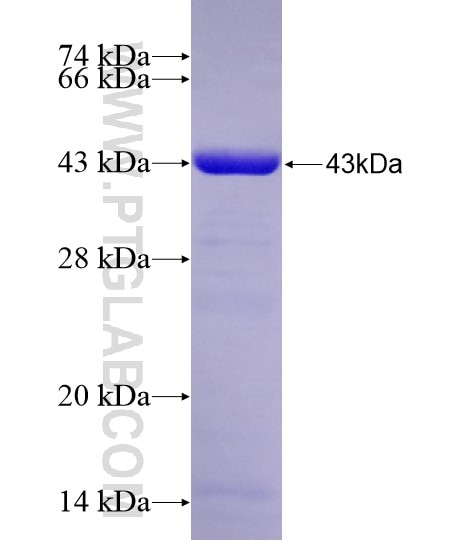 CHN2 fusion protein Ag28598 SDS-PAGE