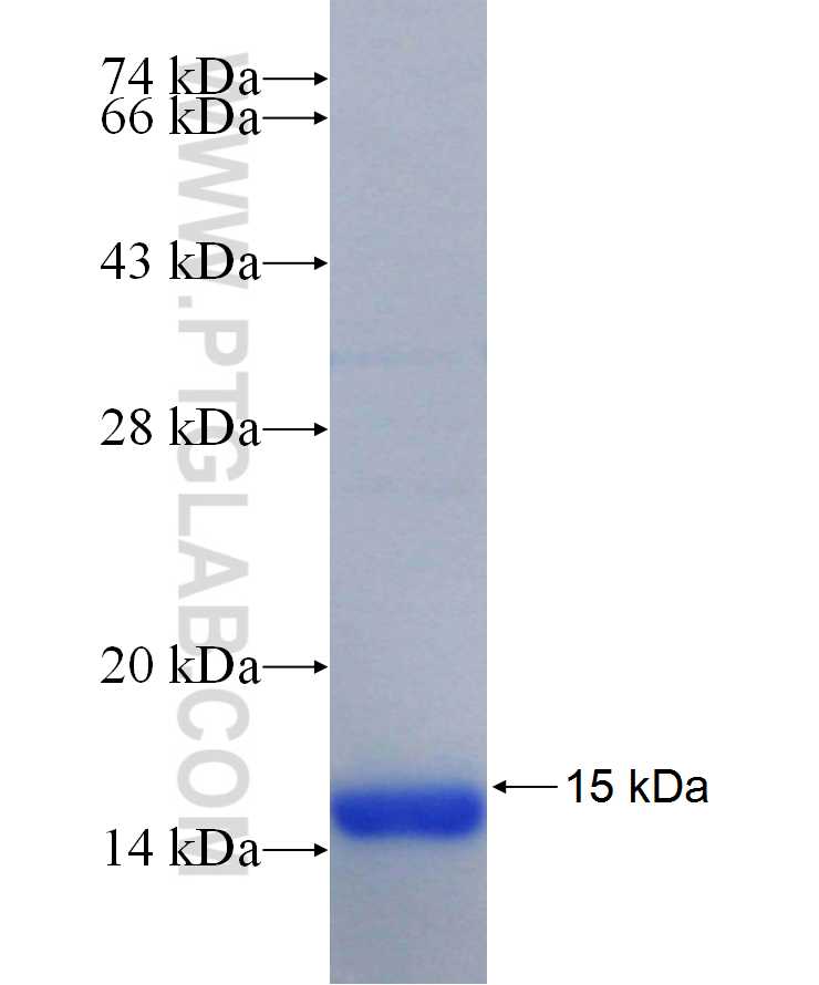 CHN2 fusion protein Ag29922 SDS-PAGE