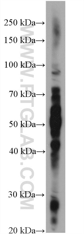 Western Blot (WB) analysis of CHO cells using CHO cells Polyclonal antibody (27803-1-AP)