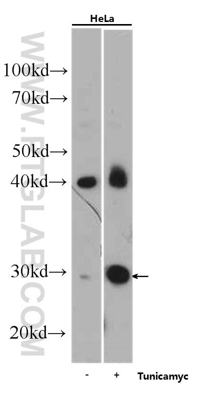 Western Blot (WB) analysis of HeLa cells using CHOP; GADD153 Monoclonal antibody (60304-1-Ig)