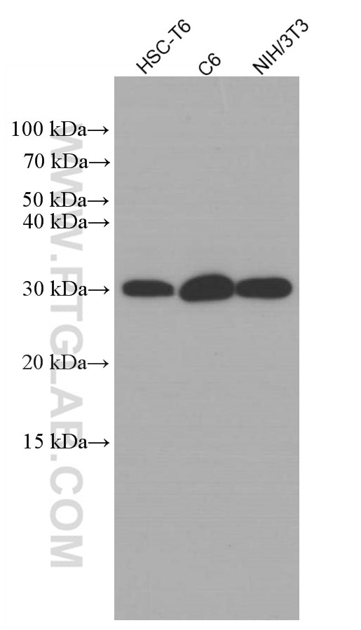 Western Blot (WB) analysis of various lysates using CHOP; GADD153 Monoclonal antibody (66741-1-Ig)