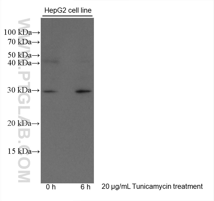 Western Blot (WB) analysis of various lysates using CHOP; GADD153 Monoclonal antibody (66741-1-Ig)