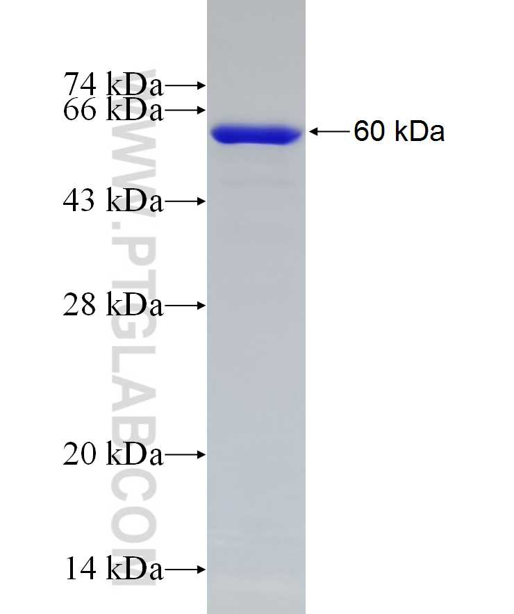 CHOP; GADD153 fusion protein Ag7354 SDS-PAGE
