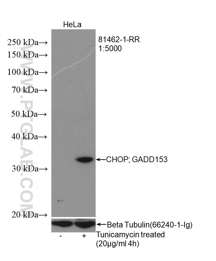 Western Blot (WB) analysis of HeLa cells using CHOP; GADD153 Recombinant antibody (81462-1-RR)