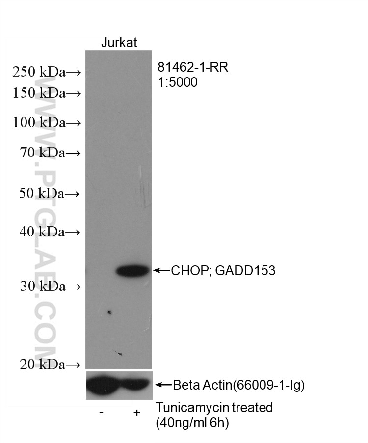 Western Blot (WB) analysis of Jurkat cells using CHOP; GADD153 Recombinant antibody (81462-1-RR)