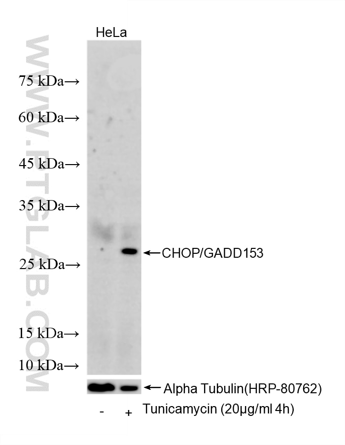 Western Blot (WB) analysis of various lysates using CHOP/GADD153 Recombinant monoclonal antibody (81462-1-RR)