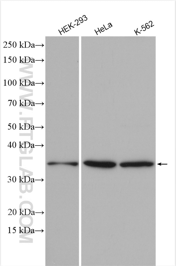 Western Blot (WB) analysis of various lysates using CHORDC1 Polyclonal antibody (25525-1-AP)