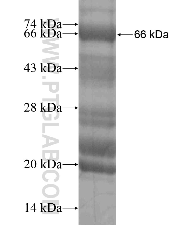 CHORDC1 fusion protein Ag18315 SDS-PAGE