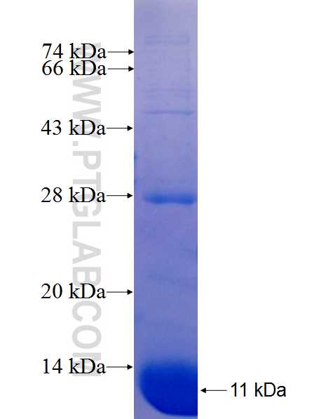 CHP fusion protein Ag25375 SDS-PAGE