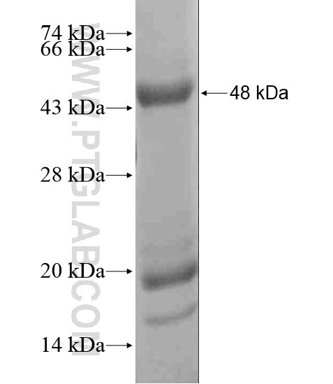 CHPF fusion protein Ag20819 SDS-PAGE