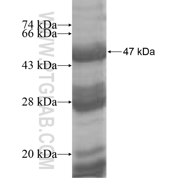 CHPF fusion protein Ag8523 SDS-PAGE