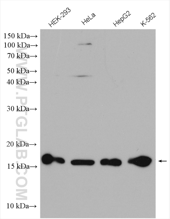 Western Blot (WB) analysis of various lysates using CHRAC1 Polyclonal antibody (12126-2-AP)